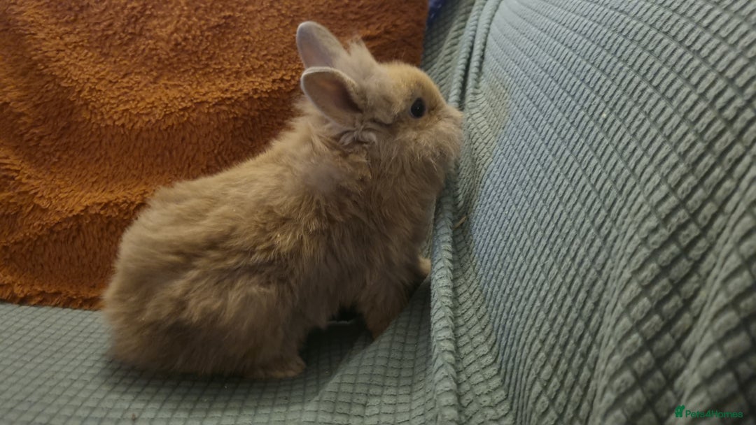 Lionhead rabbits for sale: Lionhead bunnies - Advert 6