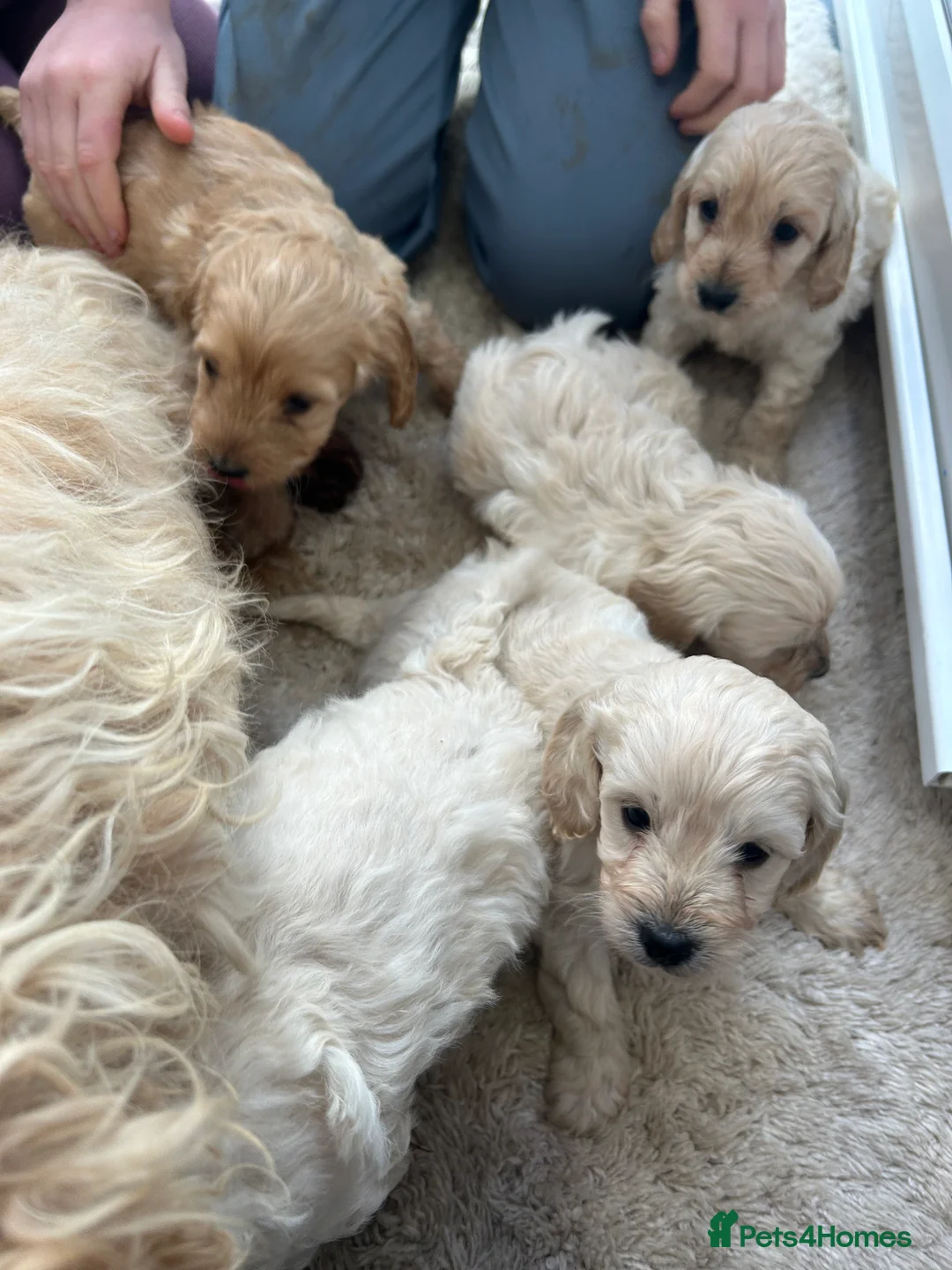 Cockapoo dogs for sale: F1b cockapoo  - Advert 14