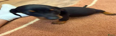 Dachshund 5
