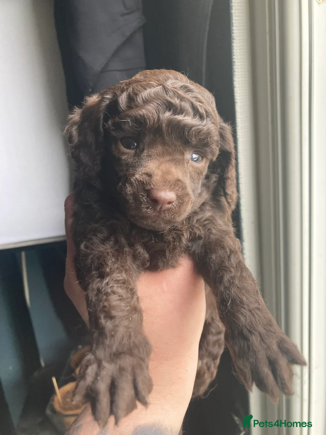 Miniature Poodle dogs for stud: For Stud, Health Tested Toy Poodle in Wareham - Advert 13