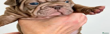French Bulldog 1