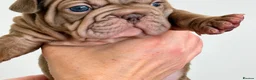 French Bulldog dogs for sale: Playful Litter of French Bulldog Puppies. - Advert 3