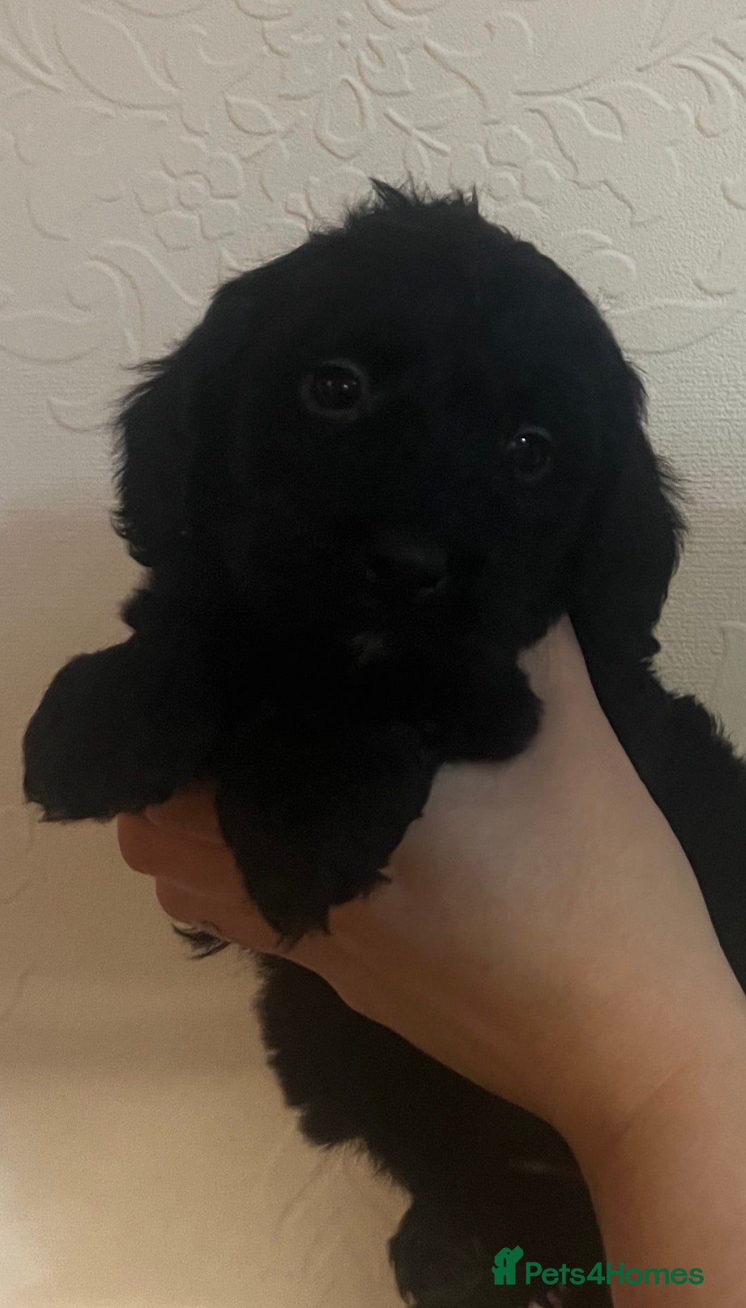 Cockapoo dogs for sale: 5 beautiful F1 cockerpoos  - Image 9