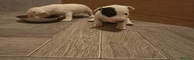 Miniature Bull terrier 3