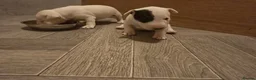 Miniature Bull terrier dogs for sale: White Miniature Bullterrier  - Advert 12