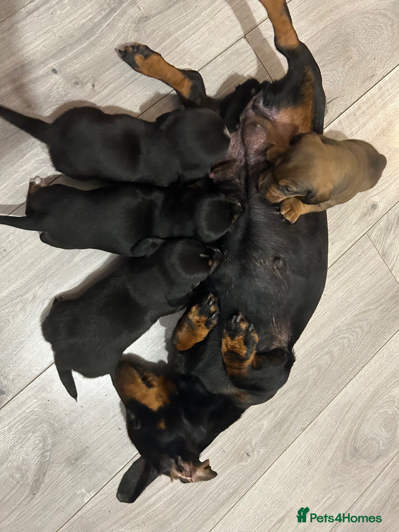 Jackshund dogs Dachjack - Advert 1