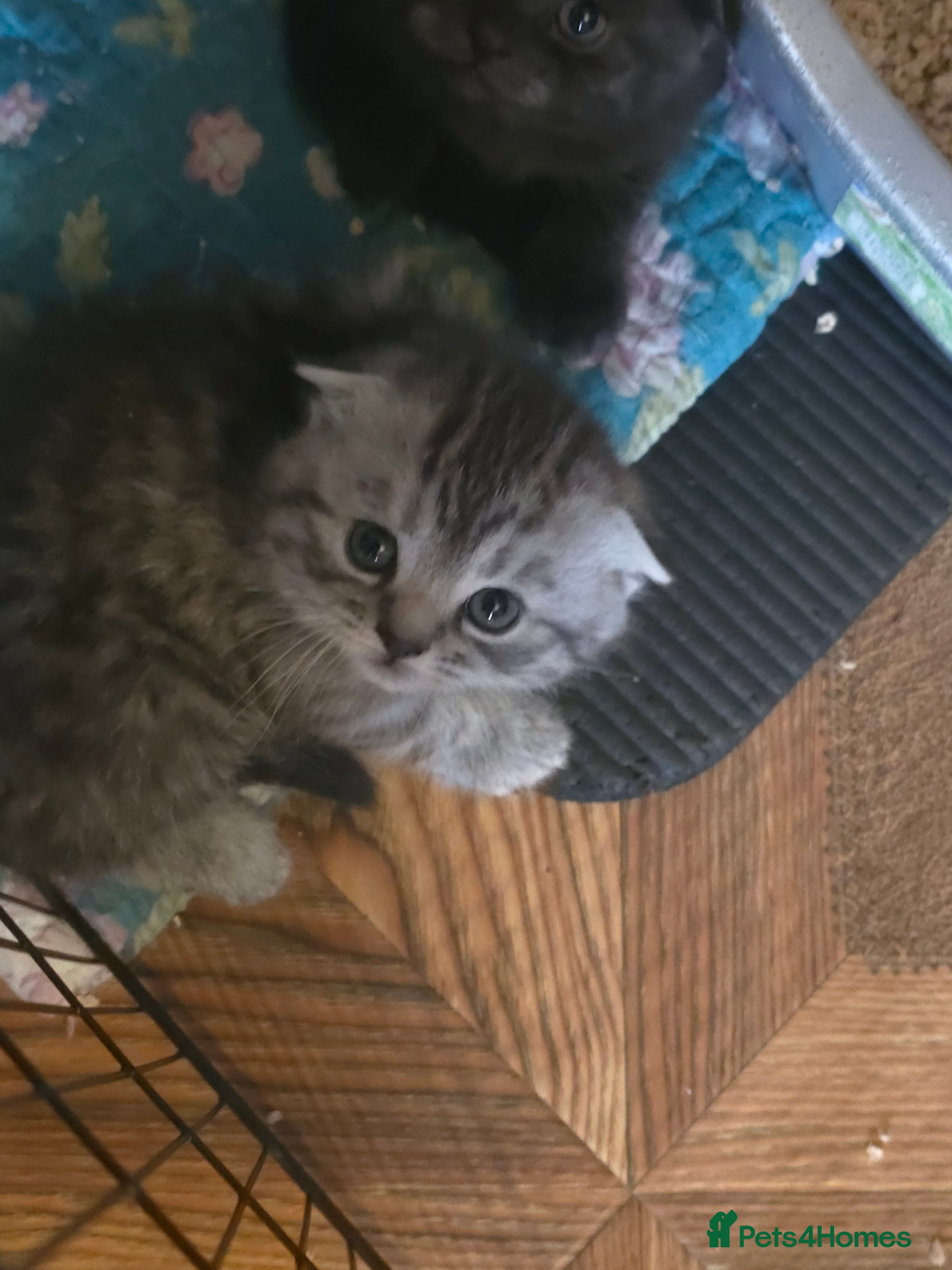 Scottish Fold cats 🥰💕Reservation list for 3 kittens is open💜🩵 - Advert 5