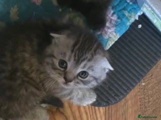 Scottish Fold cats 🥰💕Reservation list for 3 kittens is open💜🩵 - Advert 5