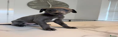 Whippet 3