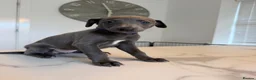 Whippet dogs for sale: KC Whippet Puppies  in Chesterfield - Advert 16