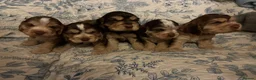 Cocker Spaniel dogs for sale: ADORABLE KC REG SHOW TYPE COCKER SPANIEL PUPS - Advert 4