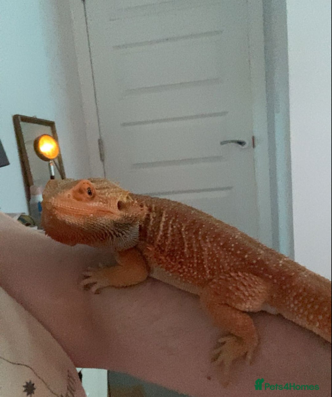Bearded Dragon reptiles for sale: Bearded Dragon For Sale - Image 2
