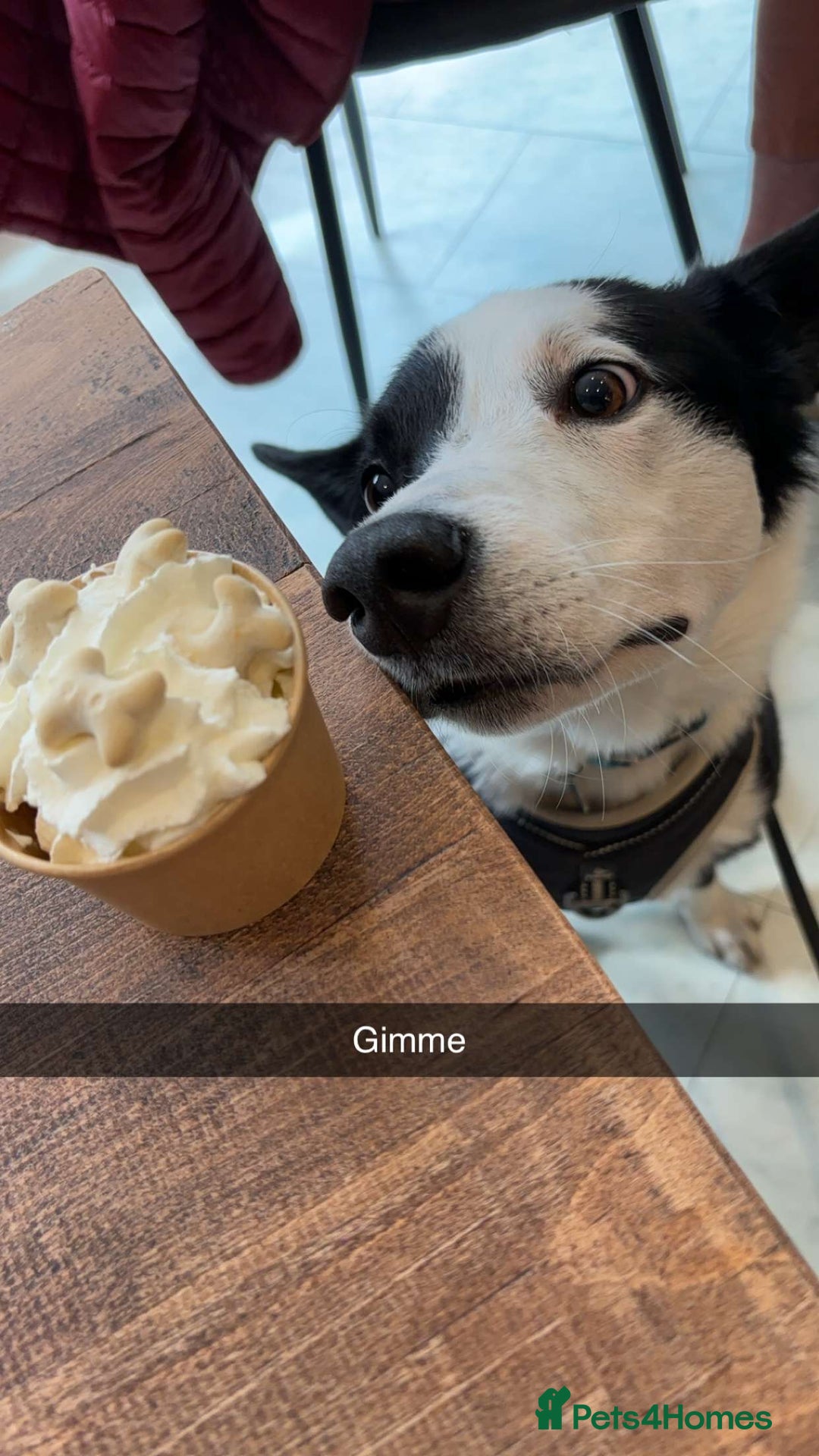 Border Collie dogs for sale: Billy 3 year old border collie - Image 13
