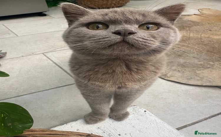 British Shorthair cats - Advert 4