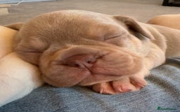 French Bulldog dogs for sale: KC registered French Bulldog puppies 4 WEEKs! - Image 12