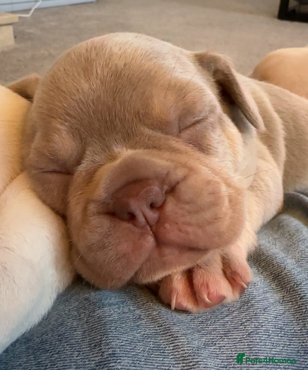 French Bulldog dogs for sale: KC registered French Bulldog puppies 4 WEEKs! - Image 12