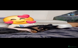 Pomeranian dogs for stud: Stud Pomeranian - Image 6