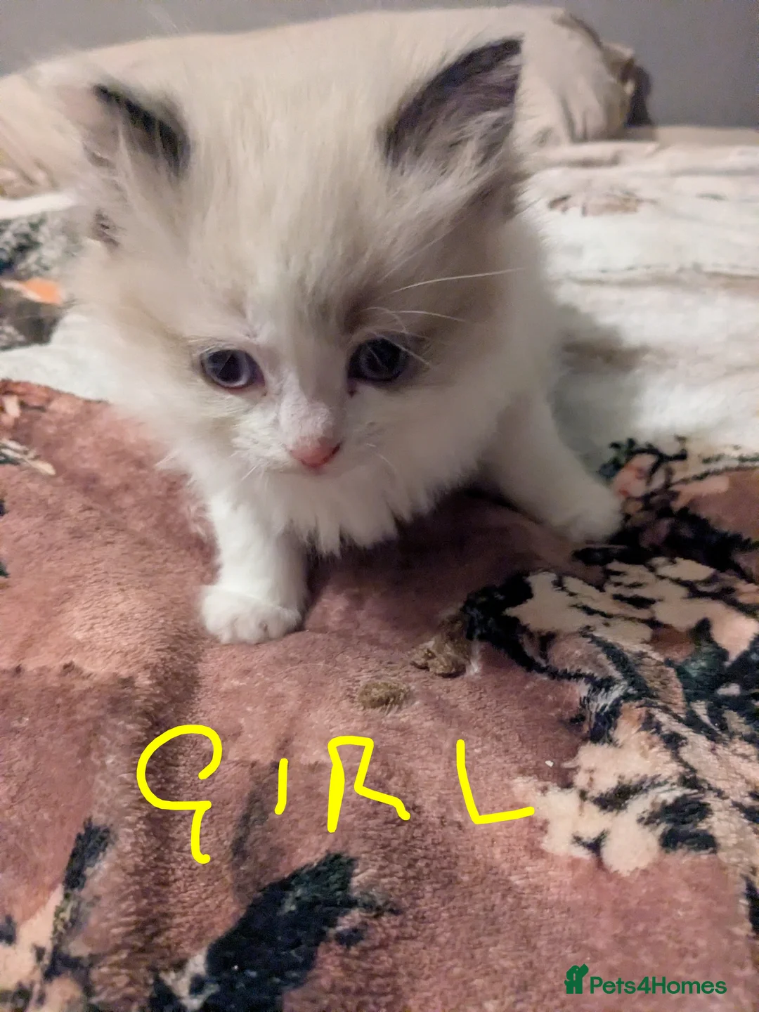 Ragdoll cats for sale: 7 Pure Ragdoll kittens  - Advert 6