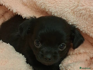 Chihuahua dogs Long Coat Chihuahua puppies for sale - Advert 2
