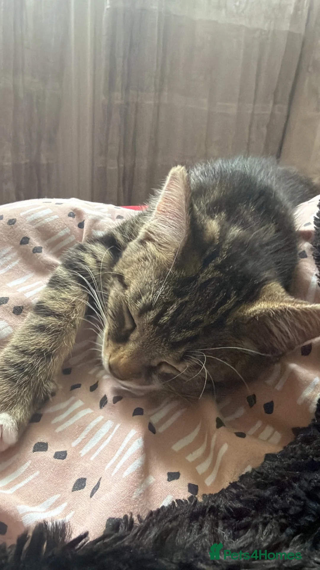Domestic Shorthair cats for sale: Male kitten - Advert 4