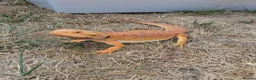 Bearded Dragon reptiles for sale: 🦎 Bearded Dragon – Complete Setup Included - Advert 5