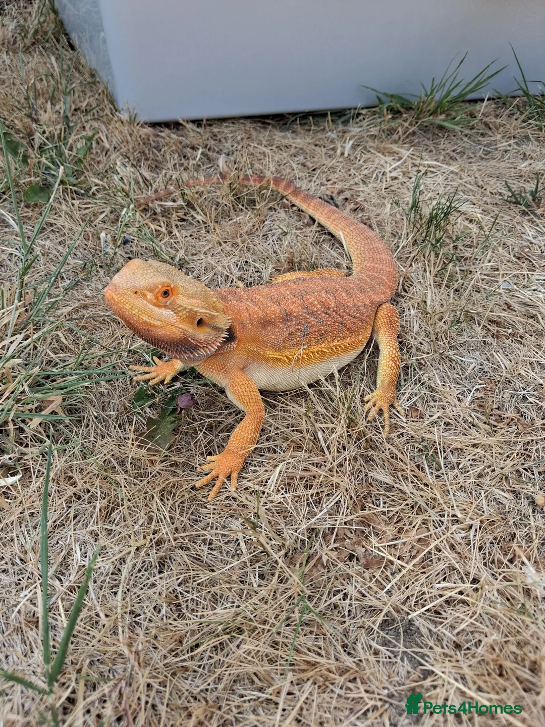 Bearded Dragon reptiles for sale: 🦎 Bearded Dragon – Complete Setup Included - Advert 5