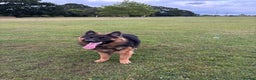German Shepherd dogs for sale: Rehoming 1 Year Old Male German Shepherd - Advert 18