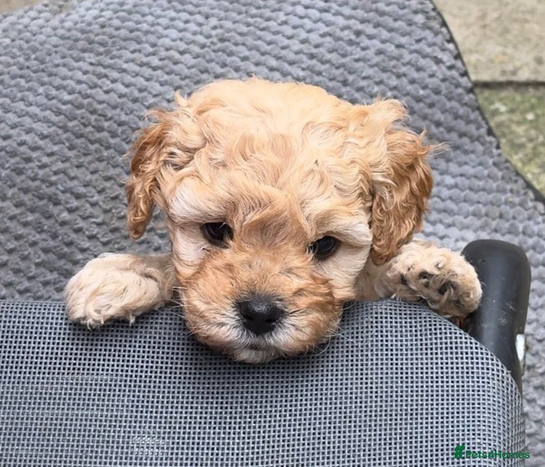 Cavapoo dogs for sale: Affectionate Cavapoo Puppies Seeking Homes in Norwich - Advert 2