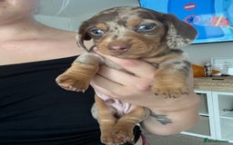 Dachshund dogs for sale: Miniature dachshund puppies  - Image 8