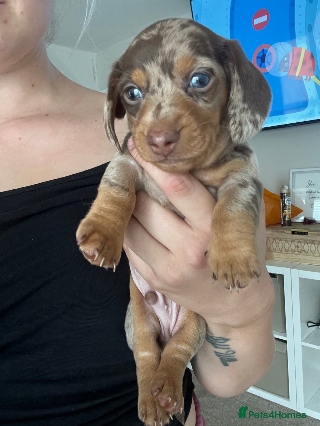 Dachshund dogs for sale: Miniature dachshund puppies  - Image 8