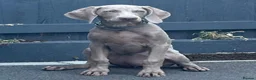 Weimaraner dogs for sale: Gorgeous chunky silver Weimaraner puppies  in Llanelli - Advert 9