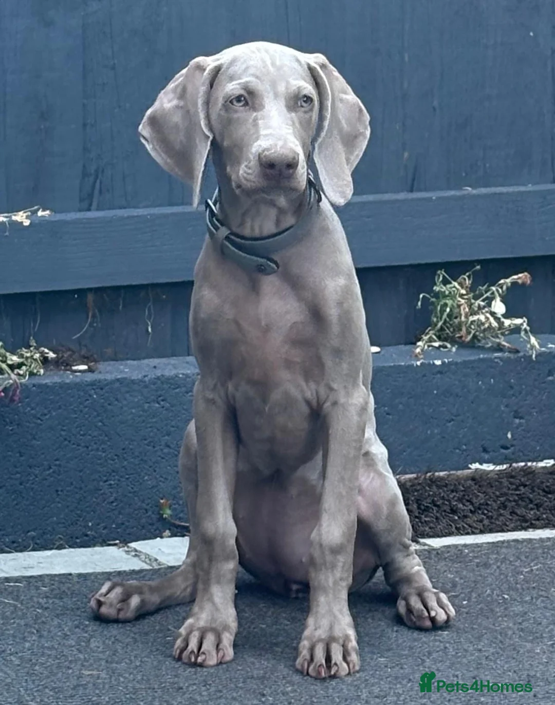 Weimaraner dogs for sale: Gorgeous chunky silver Weimaraner puppies  in Llanelli - Advert 9