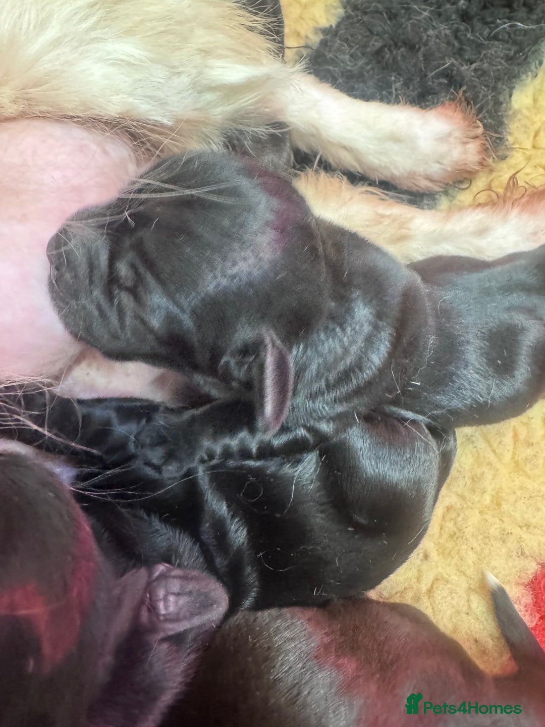 Mixed Breed dogs for sale: Schweenies  - Advert 1