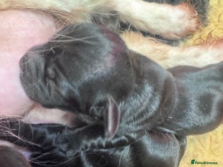 Mixed Breed dogs Schweenies - Advert 1