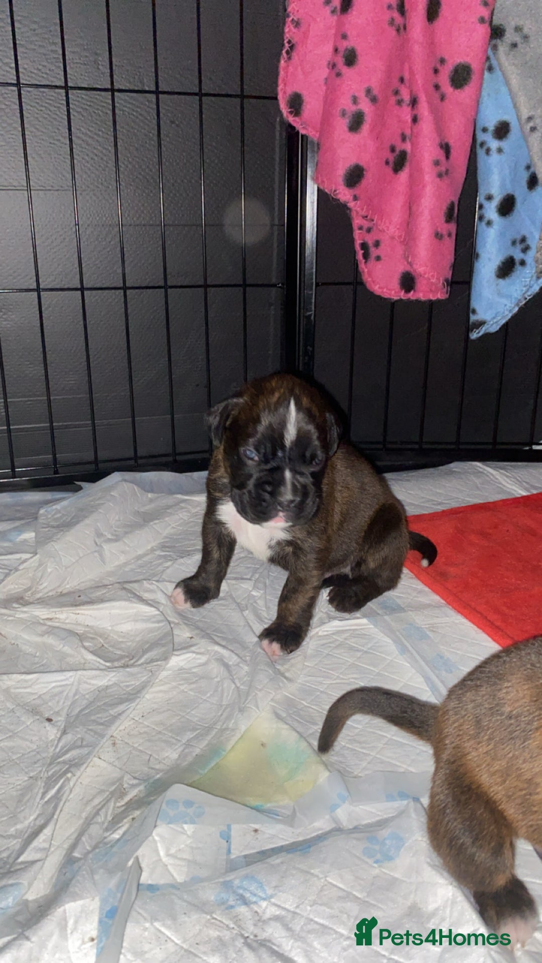 Boxer dogs for sale: Boxer  - Image 9