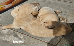 Golden Retriever dogs for sale: KC registered pedigree Golden Retriever pups - Image 9