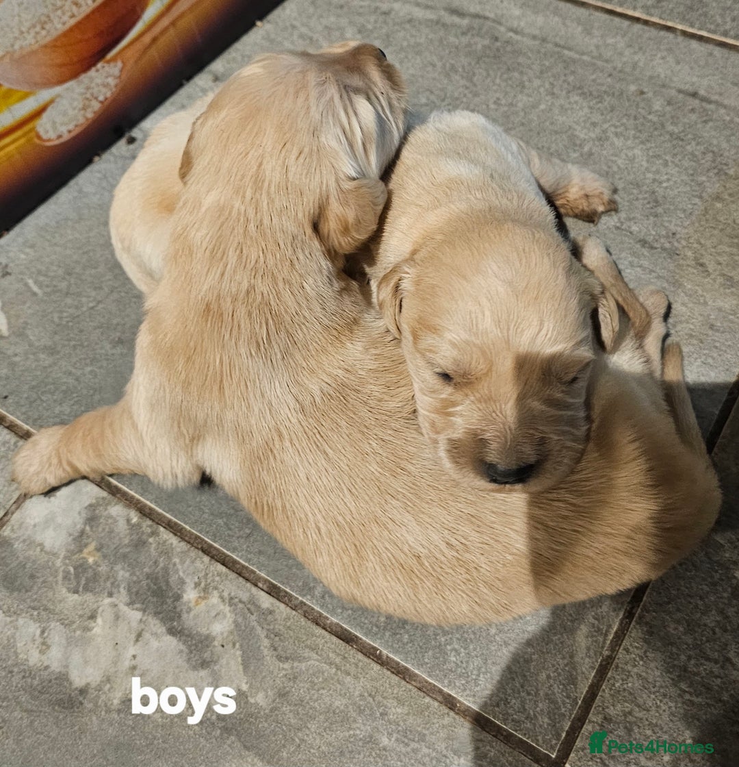 Golden Retriever dogs for sale: KC registered pedigree Golden Retriever pups - Image 9