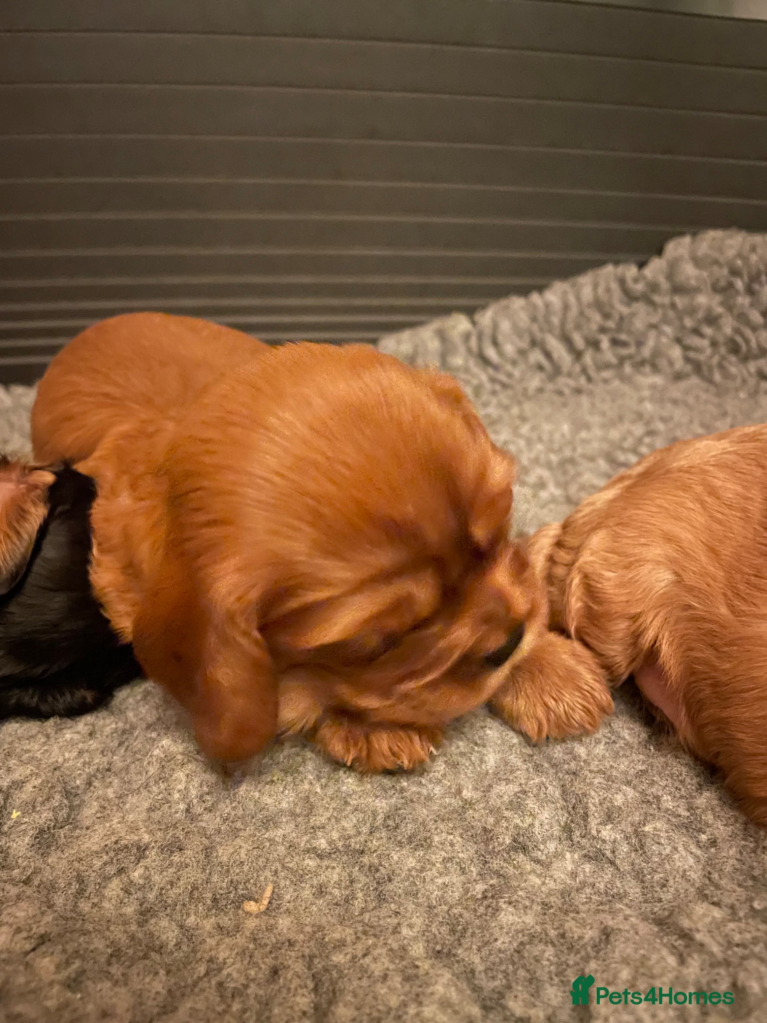 Cavalier King Charles Spaniel dogs for sale: King Charles cavalier babies  - Advert 15