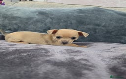 Chihuahua dogs for sale: Chihuahua pedigree pups. Not KC. - Image 7