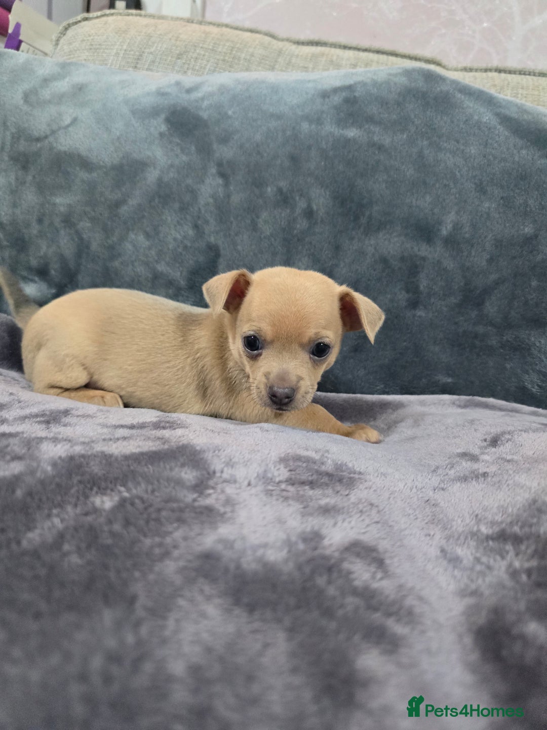 Chihuahua dogs for sale: Chihuahua pedigree pups. Not KC. - Image 7