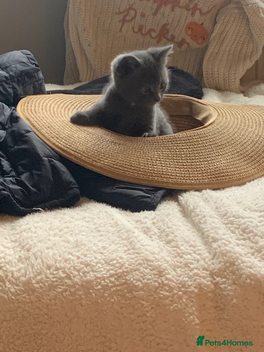 Mixed Breed cats for sale: Beautiful blue boy for sale  - Advert 12