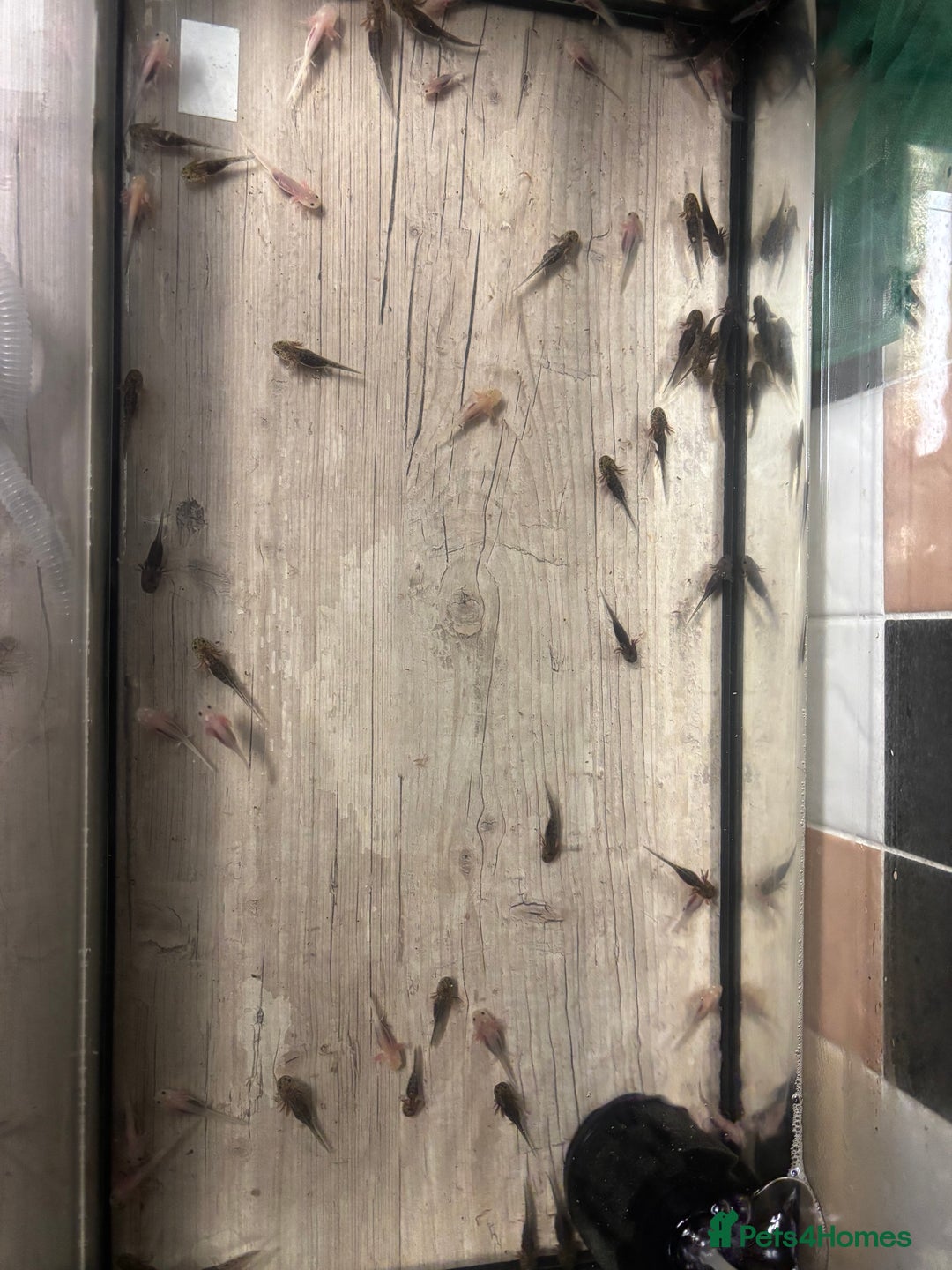 Axolotl reptiles for sale: Baby axolotls for sale - Advert 2