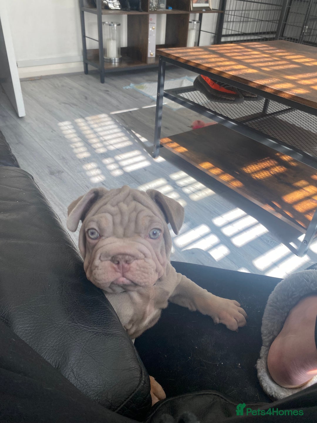 French Bulldog dogs for sale: 3boys and 2 girls kc  in London - Image 3