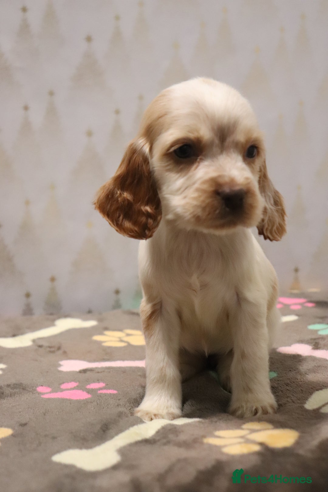 Cocker Spaniel dogs for sale: Fully Health Tested Cocker Spaniel Puppies  - Advert 10