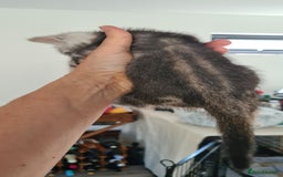 Bengal cats for sale: Full pedigree bengal kittens - Image 7