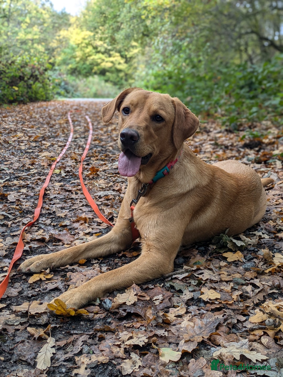 Labrador Retriever dogs for sale: Missy ✨ - Image 1