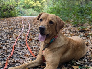 Labrador Retriever dogs for sale - Advert 1