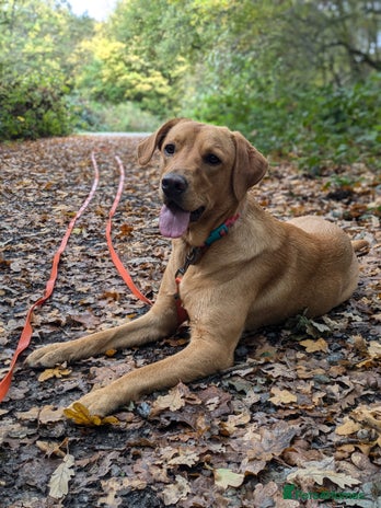 Labrador Retriever dogs - Advert 1