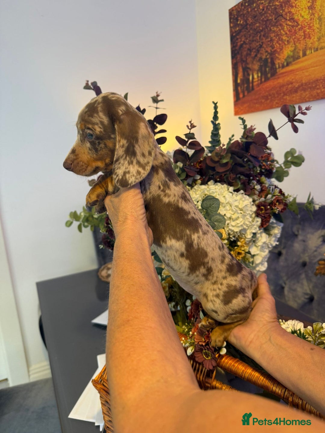 Dachshund dogs for sale: dachshund puppies  - Image 5