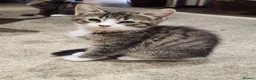 Mixed Breed cats for sale: 5 playful kittens for sale - Advert 4
